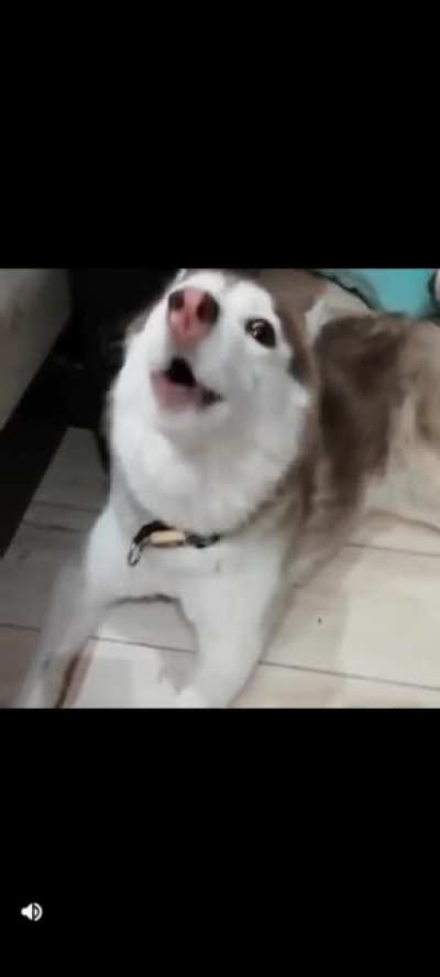 Huskies are so funny!