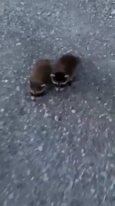 Oh my god they&rsquo;re so cu...ahhhh