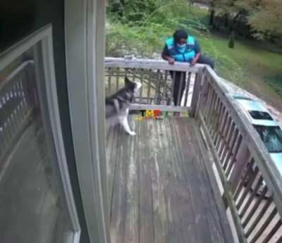 Amazon delivery women is absolutely terrified of a Husky while delivering a package.