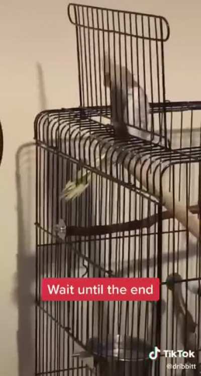 Rip berb
