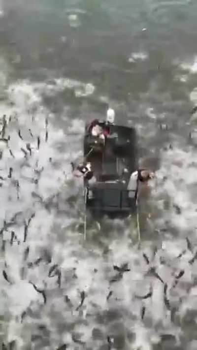 Can fishing get easier than that