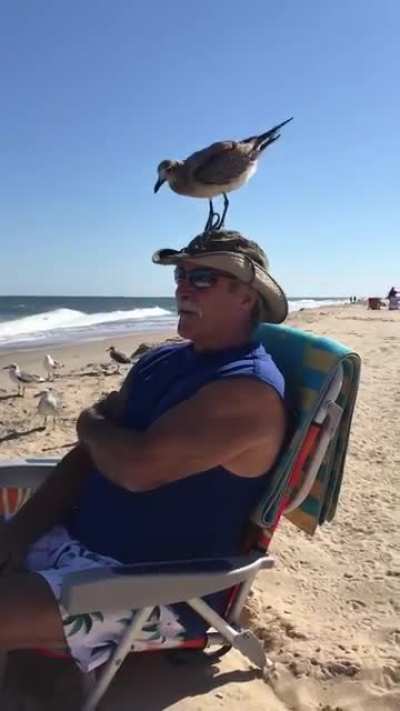 Do seagulls count towards the whole Disney princess thing?