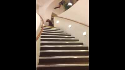 WCGW going down a flight of stairs using a toy horse