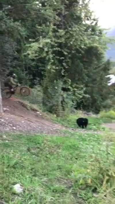 "Does a bear shit in the woods?"