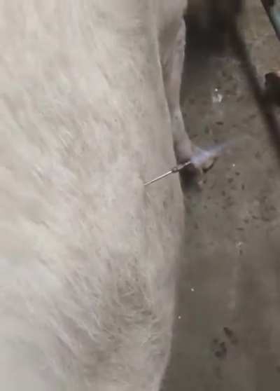 This is how excessive bloating in cattle is treated.