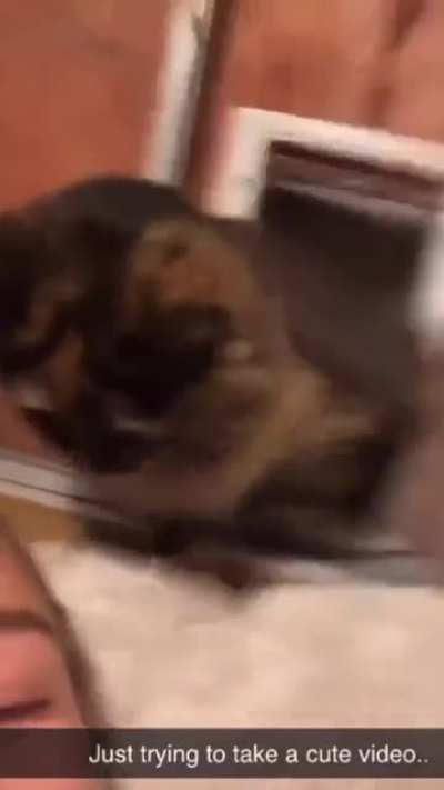 Yo, i got you another pet