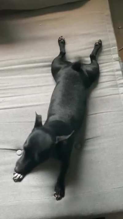 Cutest sploot