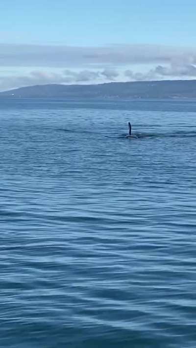 Orca "gives" food to a boat