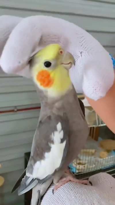 CoCkAtIeL gEtS bRuTaLlY cHoCkEd To DeAtH WhIlE sCrEaMiNg In PaIn