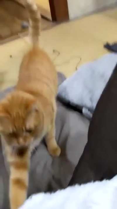 Let's play hooman!