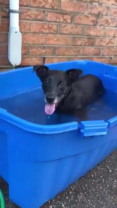 hElPlEsS dog sTrUgglIng To Keep IT's HeaD AbOve WATeR