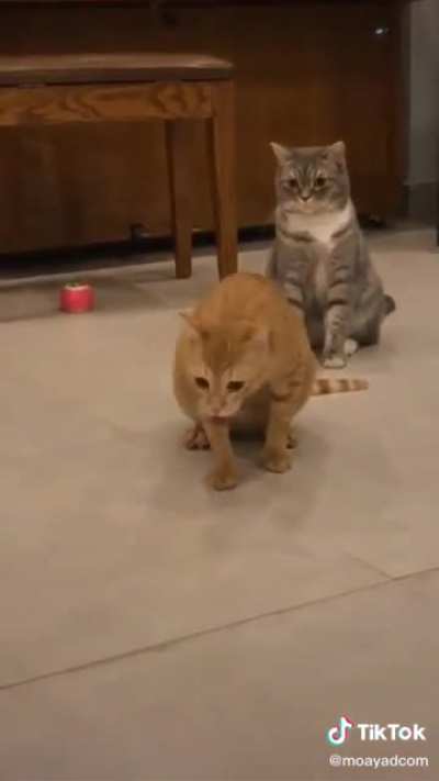 Cat go AAAA