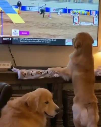 Dog fans watching Doggy Olympics