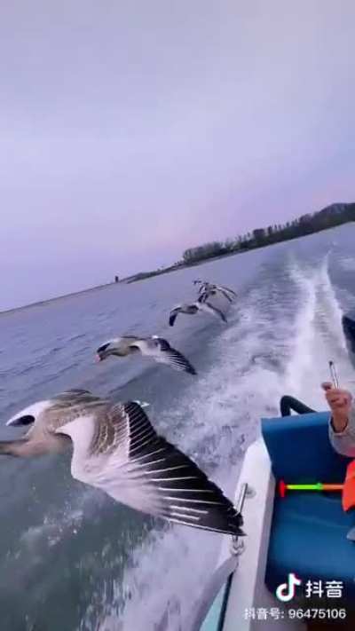 Flying with geese