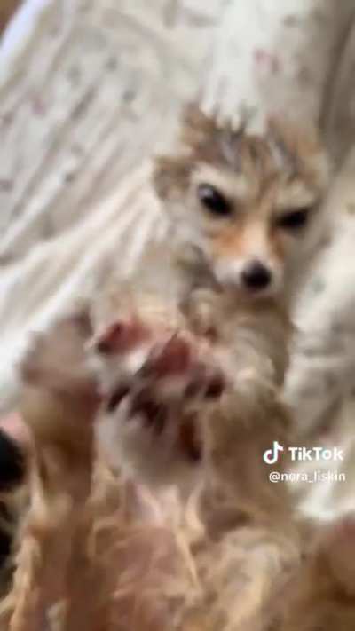 The soaked wunky creature