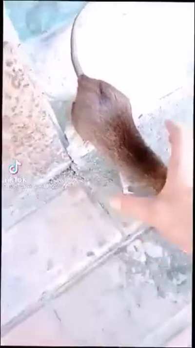 yoink