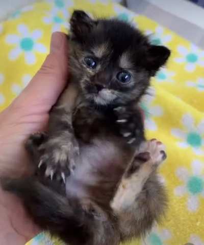 Baby Apex Predator