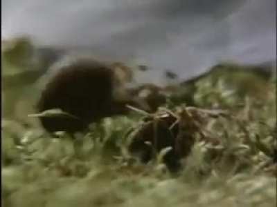 Educational video about spiders.