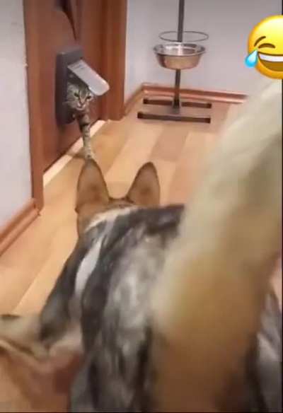 Крадущийся тигр, затаившийся дракон