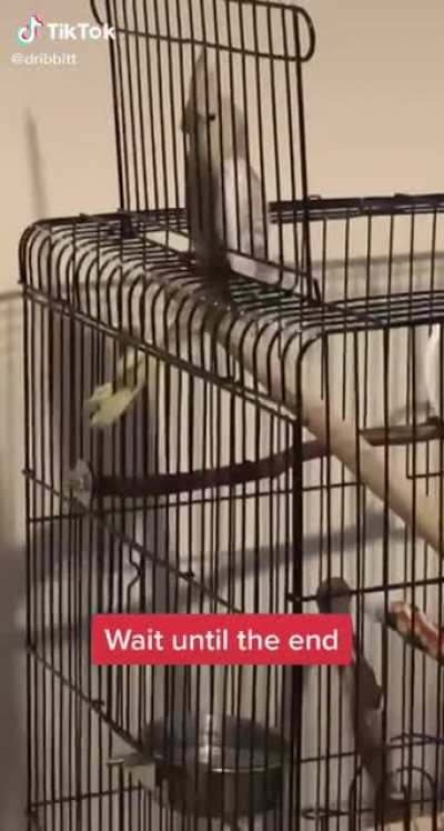 Do birds count?