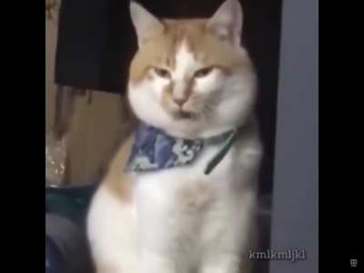 Cat After Dentist