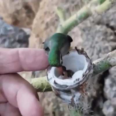 Size comparison of hummingbird chicks to adults (&amp;amp; Finger to scale)