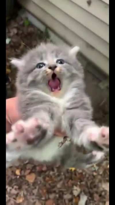 MEEEEAAAAAAA-