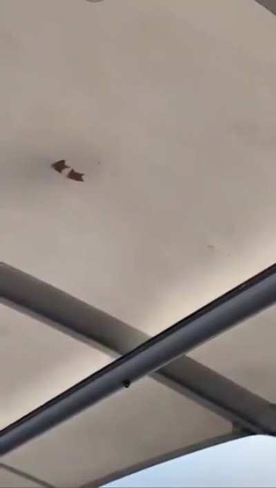 Ducks on a cold glass roof.