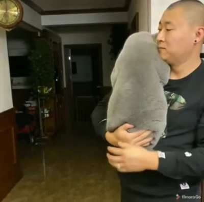 Smoothest chonk