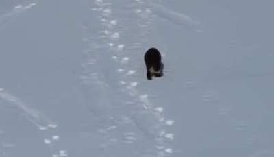 This otter&rsquo;s having the time of his life!