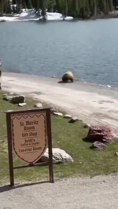 Bear running scared