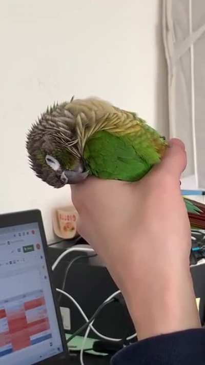 Borb cone melts in human&rsquo;s hand after partying too hard