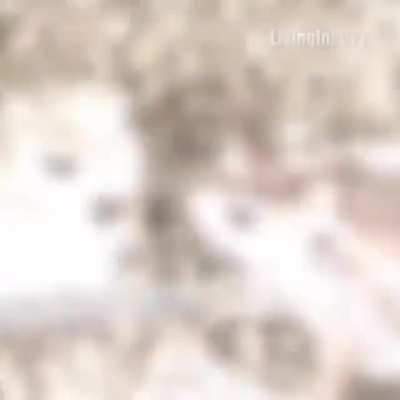 Epic frog fight