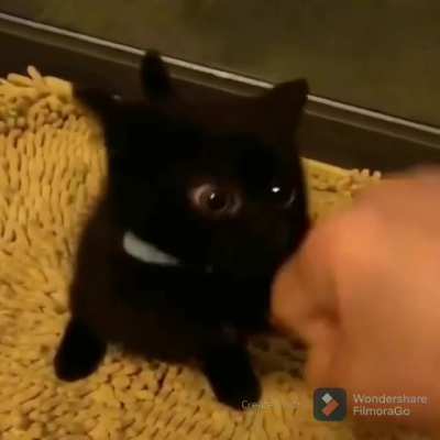 Black beauty