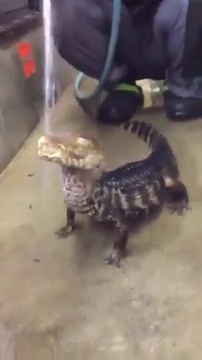 Voc&ecirc; chegou at&eacute; aqui vamos descansar um pouco agora aprecie o Calango a tomar banho