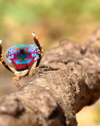 Male Peacock Spiders do intricate dance by spreading their colorful flap to attract female. Aggressive females kill and eat the male suitors whose dance don&rsquo;t impress.