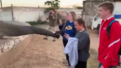 People are petting an elephant