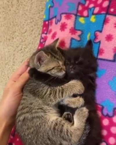 Smol Cuddles