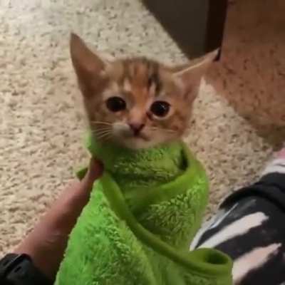 miau