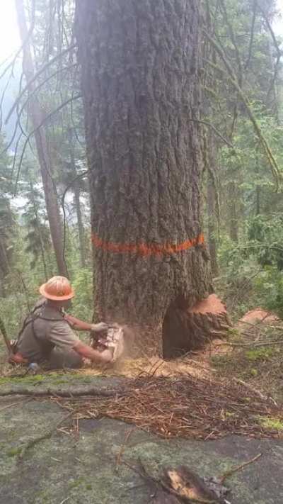 Cutting down a tree