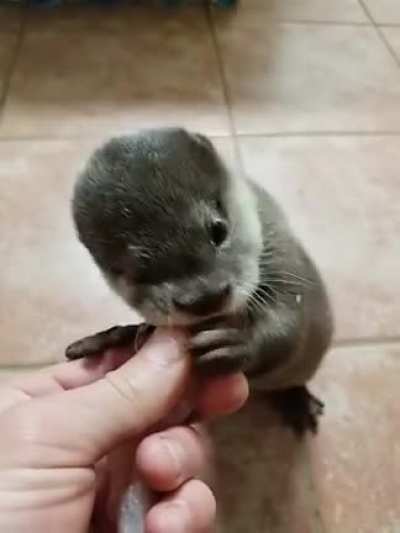 "Federally licensed wildlife center" Bubbles first solid meal! This little lady was an only baby to a new mother who did not clean or nurse her. FPWC.net