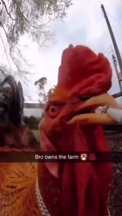 lekker sicko