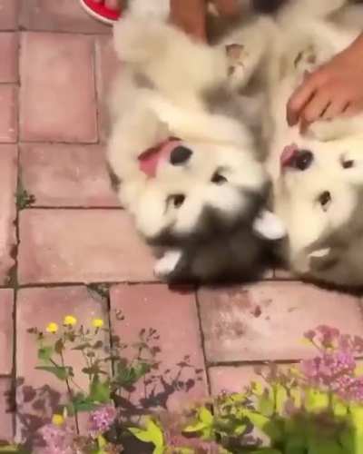 Loving the pets that they are getting