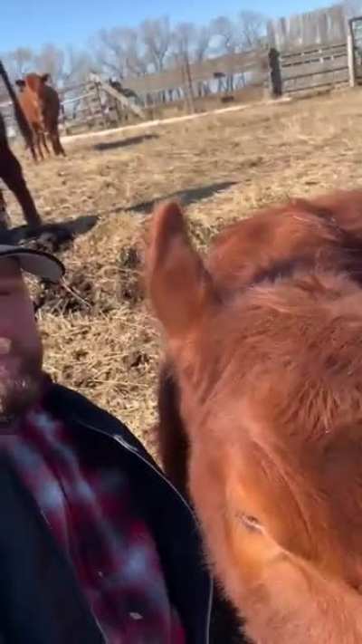 Lay down with cows, get up with straw in your beard
