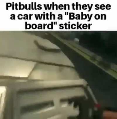 pitbulls