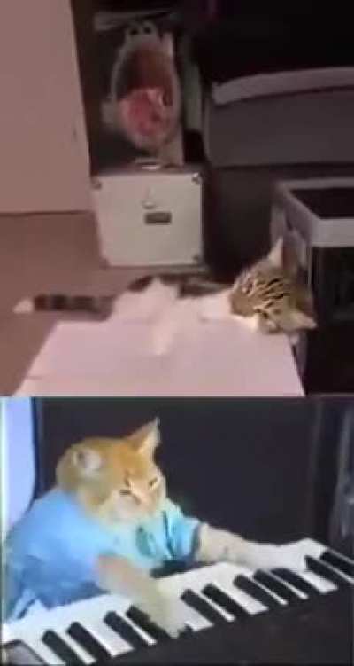 Cat Band