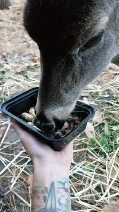 Feeding Sassafras the rescue whitetail deer.