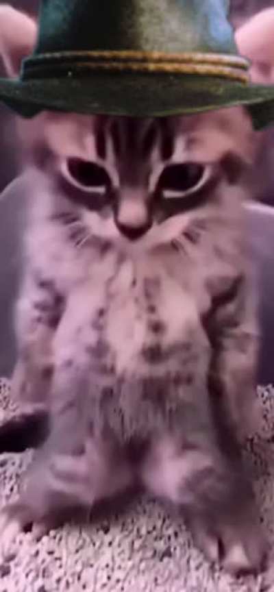 Kitteh