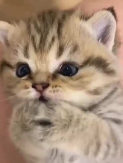 Cats are the best thing that exists