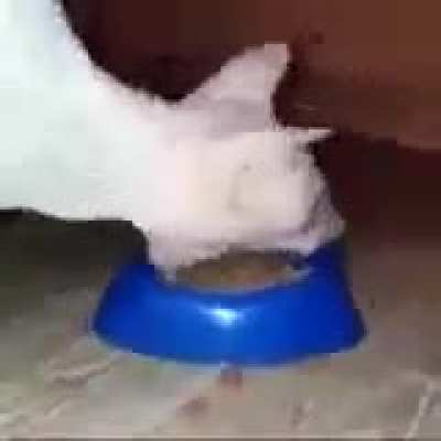 🐱